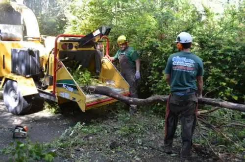 tree services Naugatuck